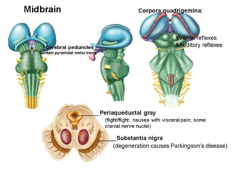 __Cerebral peduncles____ Contain pyramidal motor tracts Corpora quadrigemina: XVisual reflexes XAuditory reflexes Midbrain 